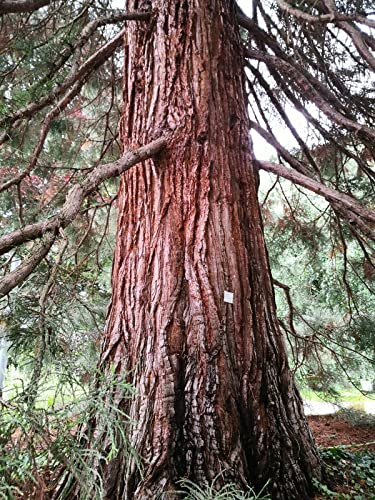 150 Samen Mammutbäume im Set 3 Vers. Sorten Je 50 Samen Wald Baum Zierpflanze Redwood