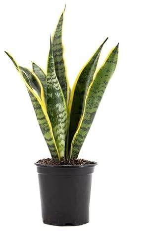 Sansevieria o Lengua de Suegra Planta de Interior de Hojas Llamativas