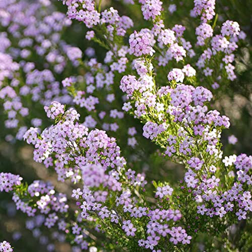 Diosma Pink Fountain Plant | Spring Confetti Bush | Compact Spring Pink White Flowering Garden Ready Shrub for Rockery Borders Patio in Pot (20-30cm Incl. Pot)