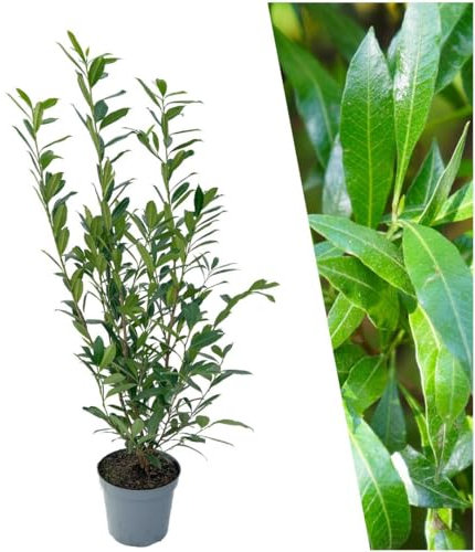 Plants by Frank | 25 Große Kirschlorbeer Pflanzen Caucasica für 10 laufende Meter Hecken | ↨ 100-125 cm im 12 Liter Topf | Prunus Caucasica | Heckenpflanzen | Sichtschutz garten | Lorbeer Pflanze