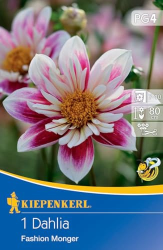 Kiepenkerl Dekorative Dahlie Fashion Monger - Blumensamen für eine beeindruckende Dahliensorte mit zweifarbigen Blüten und einer Wuchshöhe von ca. 80 cm - Saatgut