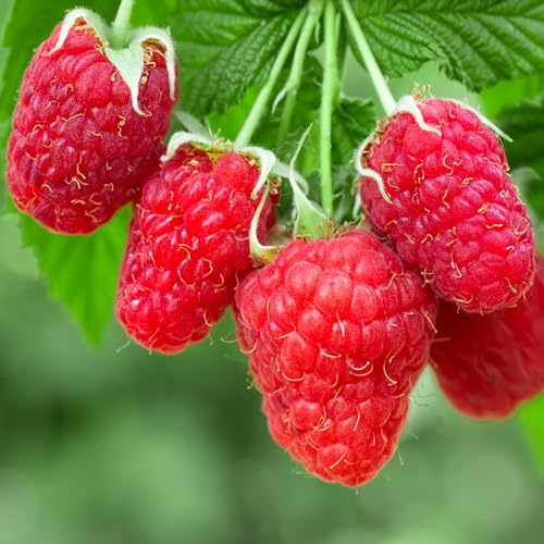 Herbstliche Freude: Pflanze deine eigene Himbeere (Rubus idaeus) im Topf und lass sie gedeihen.