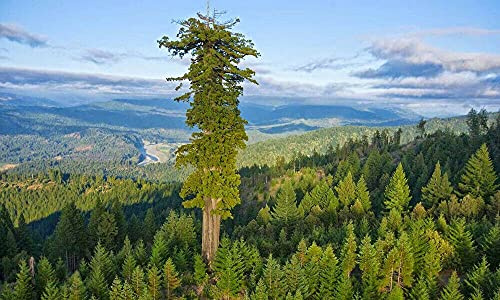 100 Sequoia Coast Reedwood Tree :Seeds only