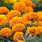 60 semillas / paquete, semillas de cempasúchil, flor de caléndula naranja, semillas de flores balcón en maceta, flores de plantas bonsái