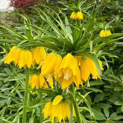 bulbi di imperiali, Fritillaria, Aiule rialzate per il giardinoda giardino roccioso all'apertoda balcone in vaso decorazioni per esterni 4pcs