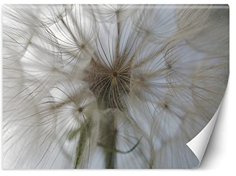 Feeby Papier Peint Intissé Nature Macro Souffleur 450x315 cm beige XXL Moderne Décoration Murale Tableaux Muraux Tapisserie Salon Chambre à coucher Pissenlit Plante