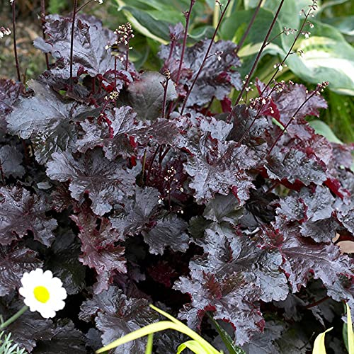 Heuchera Black Beauty Alum Root Plante vivace en pot colorée couvre-sol
