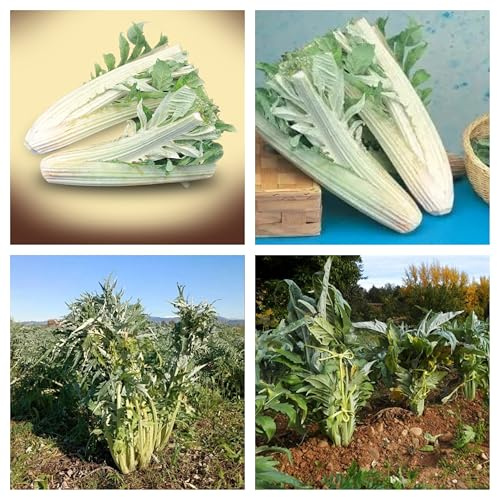 Semi di Cardo Gigante di Lucca, Cynara Cardunculus, Resistente al Freddo, Costa Larga Bianca e Carnosa, Senza Spine, 30 Semi