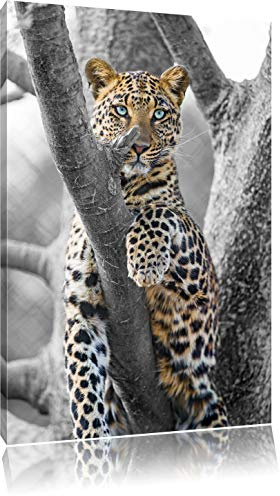 Pixxprint maiestätischer Leopard auf Baum B&W, Größe: 100x70cm, Leinwandbild, fertig gespannt, Wandbild, Dekoration, Kunstdruck, kein Poster