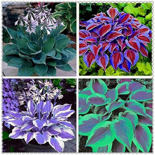 Hosta Bulbo Crecimiento RáPido, Exterior, FáCil De Cultivar, Resistente Al FríO. Bulbo Di Hosta Rizoma De Hosta,Hosta Pianta,Hosta Rizoma,Rizoma Hosta-15bulbos-E