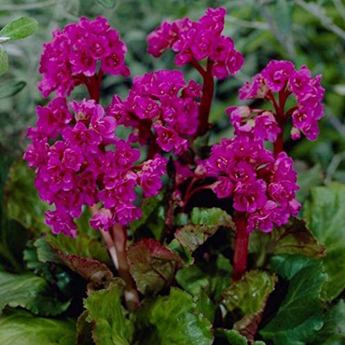 6 x Bergenia 'Abendglut' - Perenni Vaso 9cm x 9cm