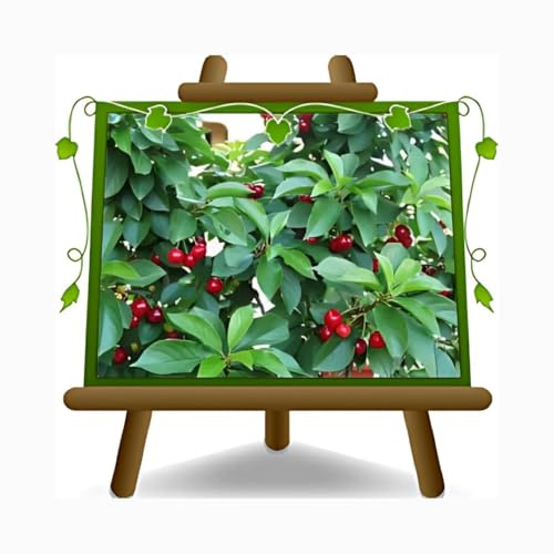 EURO PLANTS VIVAI Ciliegio Nano New Star Pianta da Frutto Età 2 Anni | Pianta Innestata su Portainnesto Gisela 5 - Vaso 20 cm Altezza 150-170 cm