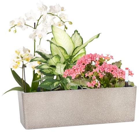 GardenBasix Elongated Self Watering Planter Pots Window Box 5.5 x 16 inch with Coconut Coir Soil Indoor Home Garden Modern Decorative Planter Pot for All House Plants Flowers Herbs (Coffee,1-Pack)