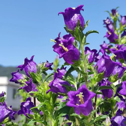 glockenblume - bodendecker winterhart mehrjährig glockenblume seltenen, wohnzimmer deko gartenblumen, zimmerpflanzen kräuterpflanzen 100samen