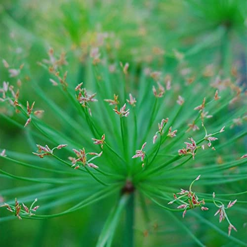 Cyperus papyrus - büropflanzen pflanztöpfe balkongarten hochbeete für garten dekopflanzen steingartenpflanzen bonzai grünpflanzen zimmerpflanze balkonpflanzen winterhart pflanzendeko 300samen