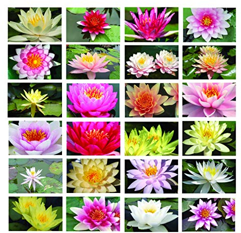 Lincolnshire Pond Plants Ltd 1 Pot Luck Lily - Loose Root - Fish or Wildlife Pond and bog Aquatic Plants