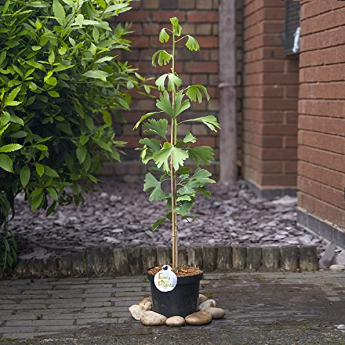 1 x Ginkgo Biloba Maidenhair Tree in 20cm Pot Large Outdoor Hedge Plant 85-95cm Tall