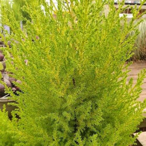 Plant Theory 3 Litre Pot Cupressus Macrocarpa Wilma Monterey Cypress Climbing Plant