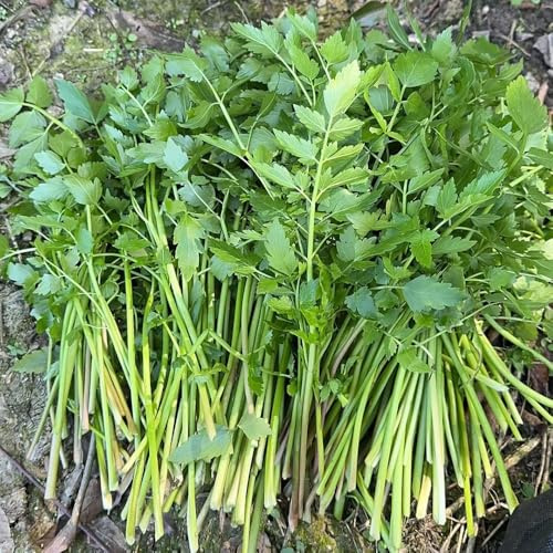 200 piezas semillas de apio organicas herbáceas decorativas semillas de apio, interior