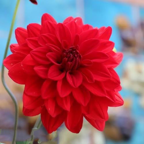 semillas dalia - Semillas de para decorar balcones de perennes perenne resistente, exóticas prado 50pcs