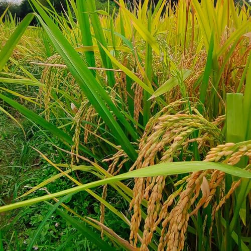 ReisSamen, Oryza sativa, gemüsesamen bio pflanzensamen alte sorten hochbeet anzuchtset gartenkräuter 50pcs