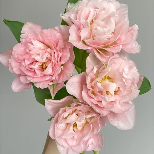 4zwiebeln tulpen, deko wohnzimmer, winterhart tulpen, gartendeko für draußen