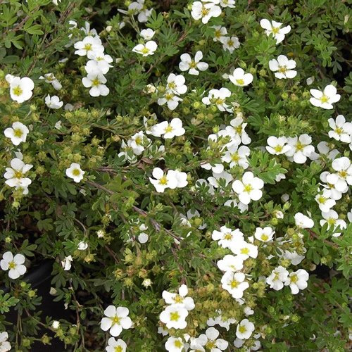 Potentilla Abbotswood - Arbuste à fleurs blanches caduc et rustique