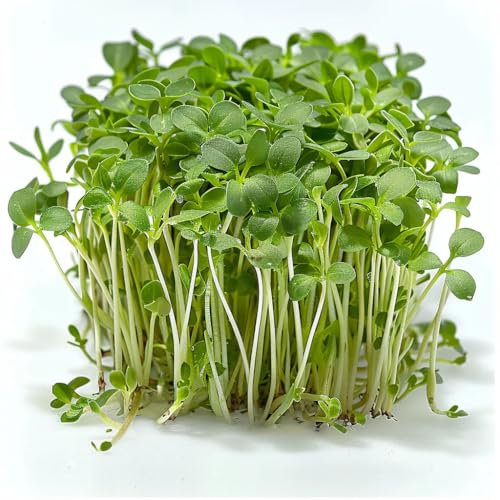400 Cress Seeds - SemiSauvage Permaculture