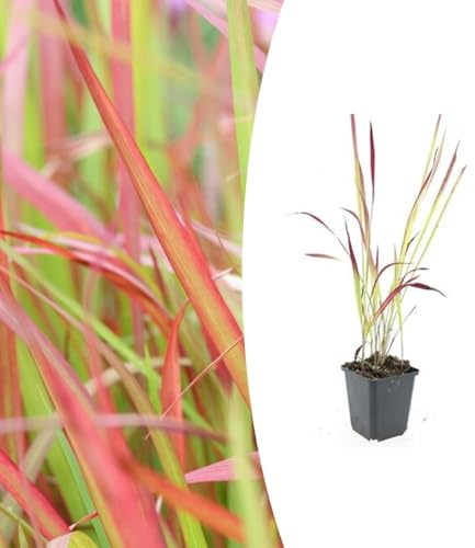Imperata cylindrica 'Red Baron' | 40 Stücke - 10-25cm - Ø9cm - Gartenpflanze