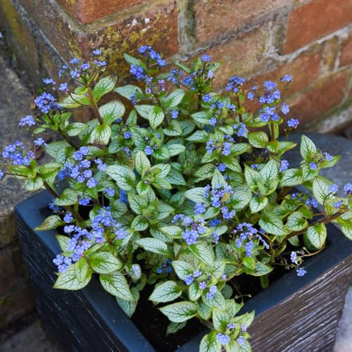 Brunnera macrophylla 'Jack Frost' – Hardy Perennial for Shade – Silver-White Foliage with Blue Spring Flowers – Ground Cover Plant – 2X 9cm Pots by Thompson and Morgan