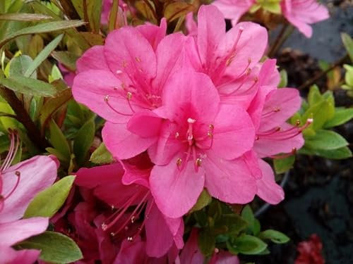Japanische Azalee Rubinetta - Rhododendron obtusum Rubinetta - 30-40cm