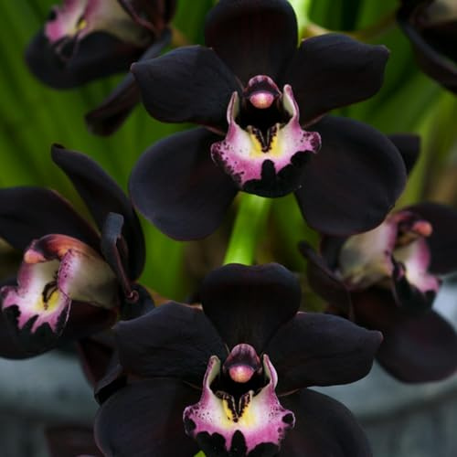 Cymbidium Orchid,Orchidea del cymbidium,Ambiente paesaggistico,perenni,Decorazione del giardino,Cymbidium Orchid vera(non fiori artificiali)-3pezzo-C