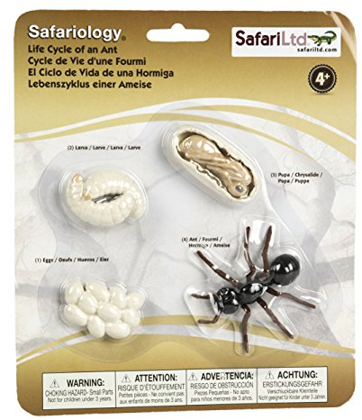 Safari 663916 Life Cycle of An Ameisen, Weiß