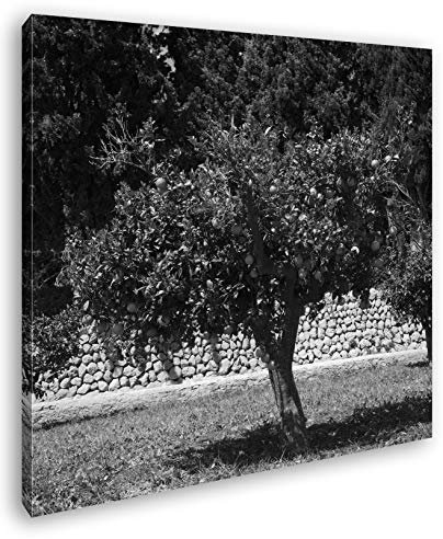 deyoli Orangenbäume im Garten Format: 40x40 Effekt: Schwarz&Weiß als Leinwandbild, Motiv auf Echtholzrahmen, Hochwertiger Digitaldruck mit Rahmen, Kein Poster oder Plakat