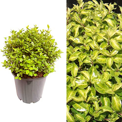 Carbeth Plants Pittosporum tenuifolium 'Golden Ball' in 9cm Pot (2 Plants)