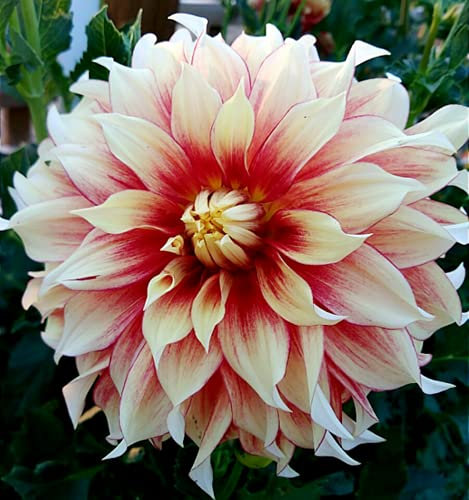 Dahlia UK Now Simple Planting Perennial Strong Plants That Grow Well Mix Golden Jade Carving Feels Perfect Bulbs for Planting Now UK