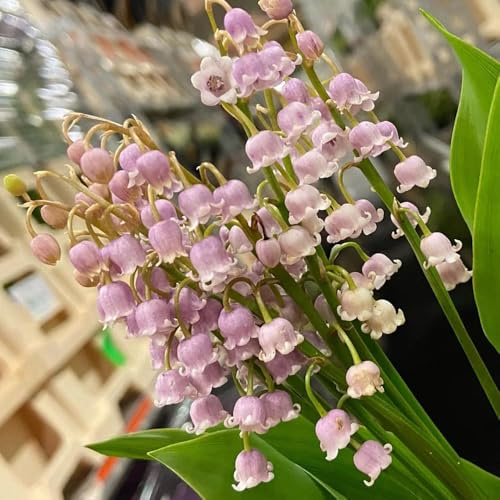 bulbos de lirio de los valles perenne resistente - balcon de jardín de rocas exóticas 12pcs