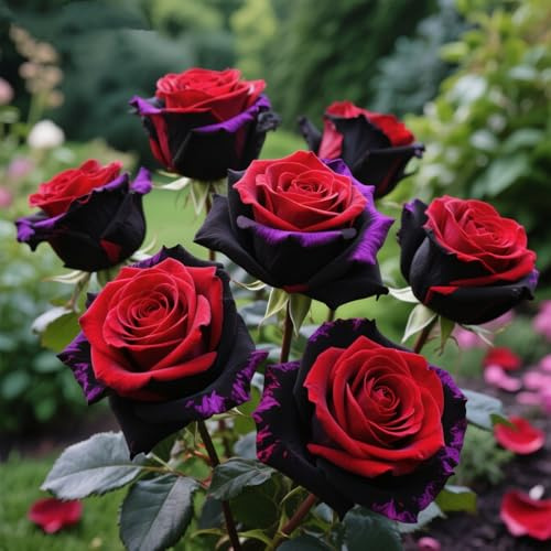 Rizoma de rosa Fragancia exquisita.perenne. Adaptable. Resistente al frío.Puro amor.decoración del hogar(bulbos de rosa)-1Rizomas-D