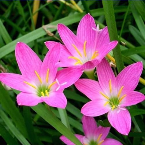 Lampadine Profumate,Giglio Di Pioggia,Rari Crescita Rapida Bellissimo Giardino.-3bulbi-D
