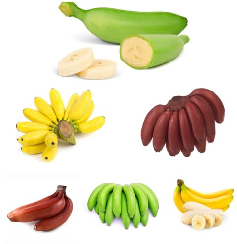 bananen, bananenbaum - hecken sträucher deko wohnzimmer bananensamen topfpflanzen draußen winterhart blühend geschenke für gartenliebhaber exotische winterfeste balkon zimmerpflanzen 65samen