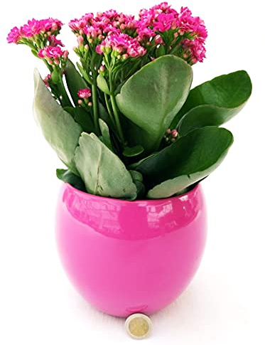 POWERS TO FLOWERS - KALANCHOE CALANDIVA FUCSIA IN VASO CERAMICA FUCSIA SFERICO, vaso 14 cm, pianta vera