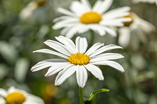 Leucanthemum x superbum 'Gruppenstolz' 9x9 cm Topf – Winterhart, Mehrjährig, Pflegeleicht – Margerite – Staude für Beet & Schnitt