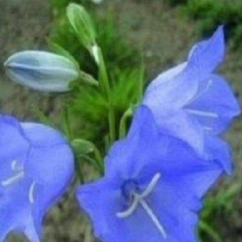 Semi Freschi - Campanula - Persicifolia Telham Beauty - 50 Semi:Semi