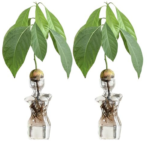 Xnferty 2 Stück Glas-Pflanzgefäß-Vase, 6,69 Zoll, Körperförmiger Glas-Pflanzgefäß, Terrarium-Blumenvase, Glas-Hydrokultur-Vasen, Hydrokultur-Pflanzen, Vase für Hydrokultur-Pflanzen