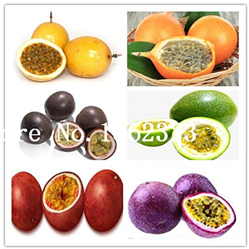 Graines De Fruits De La Passion Multicolores Pour Une Belle Jardin Ensemble De 100 Pièces