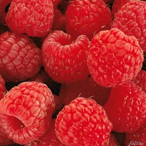 GARTEN SCHLÜTER® Himbeere 'Tulameen'