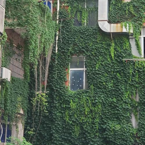 semi di vite selvatica, per balcone, perenni resistenti giardino, rampicanti, esotiche, 300pcs
