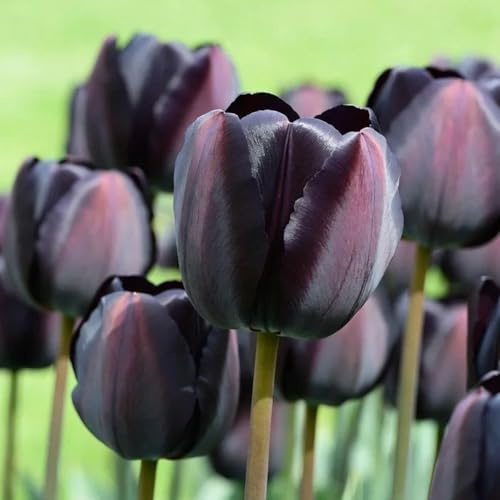 bulbi di tulipani da giardino primavera bal e resistente decorazione ufficio api giardino perenni resistenti riverdimento tetti bonsai 10pcs