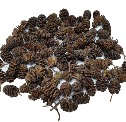 Schmitt Aquaristik Erlenzapfen 40g (ca. 100 Stück) / Schwarzerle, Alnus glutinosa, Ernte Spätherbst 2021