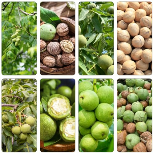 walnussbaum walnusskerne - gartenpflanzen kletterpflanze balkongarten biosaatgut grünpflanzen zimmerpflanzen wildkräuter winterharte kübelpflanzen nuts bonsai topf pflanztöpfe 3samen